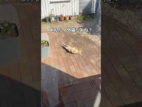 少し前まで警戒心バチバチだったけど、最近心許してくれてるなーとは思ったよ？けど急に心許しすぎじゃない？庭に落ちてたらさ… サムネイル