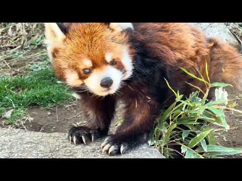 風太くんのおやつタイム❣️ その２　レッサーパンダ　千葉市動物公園　2026年2月23日 サムネイル