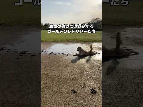 絶望する飼い主と笑顔が弾けてしょうがないゴールデンレトリバーのコントラスト ゴールデンレトリバー 大型犬 泥遊び sh…