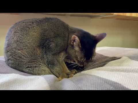 ムギチャちゃん　ワンニャンリビング　那須どうぶつ王国にて　2026年1月9日 サムネイル