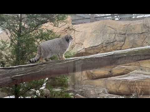 ナゴムくんは おじいちゃん(ボル)と違って雪の上も気にせず歩くネェ☺️ マヌルネコ　那須どうぶつ王国にて　2026年1… サムネイル