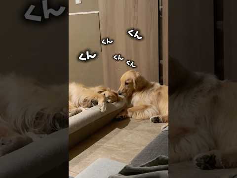 なっとくできないーぬ 大型犬 ゴールデンレトリバー