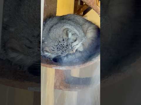 shorts スヤスヤロータスくん　マヌルネコ　埼玉県こども動物自然公園にて　2026年3月7日 サムネイル