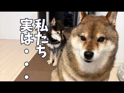 元保護犬12歳🐕迎え入れてくれた先住犬に対してそれはない？ サムネイル