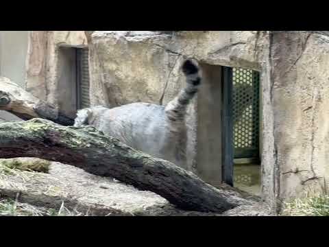 アブリコースちゃん出勤！　マヌルネコ　那須どうぶつ王国にて　2026年3月29日 サムネイル