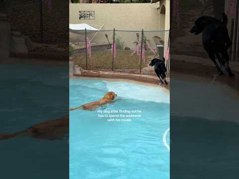 coming home to my golden retriever🥵goldenretreivers dog pup… サムネイル