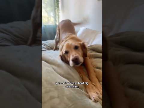 coming home to my golden retriever🥵 goldenretreiver dog ind… サムネイル