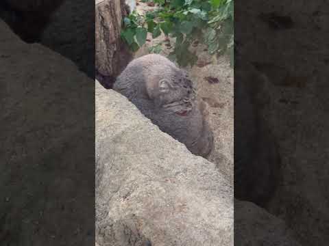 shorts 毛づくろいナルくん　マヌルネコ　神戸どうぶつ王国にて　2025年12月28日 サムネイル