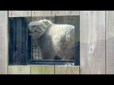 オリちゃんとロータスくん😅マヌルネコ　埼玉県こども動物自然公園にて　2026年3月6日 サムネイル