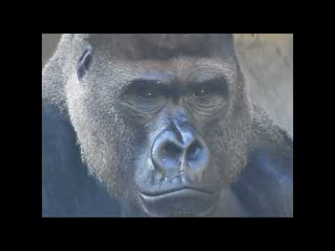 #gorilla D'jeeco 27y old. #shorts 迪亞哥 サムネイル