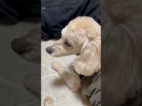 shorts 落ち着いてます　タローちゃん　トイプードル　2026年1月18日 サムネイル