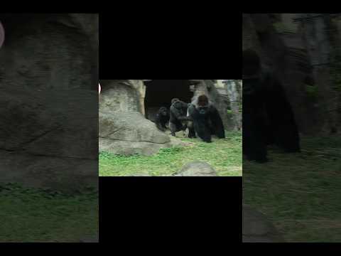 調皮Gorilla Jabali鬧到爸爸D'jeeco跑出來🤣 gorillatag taipeizoo 金剛猩猩 台… サムネイル