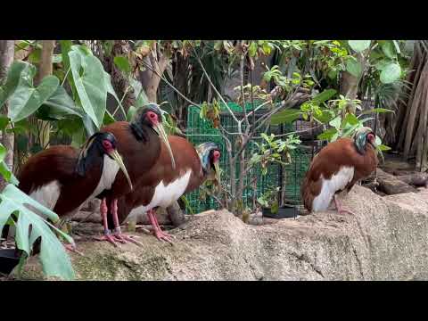 マダガスカルトキさんズ　那須どうぶつ王国にて　2026年1月11日 サムネイル