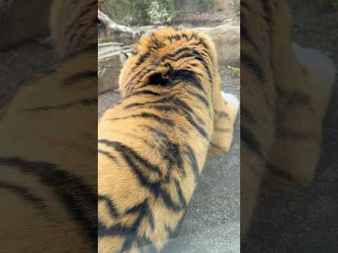 shorts アムールトラの令くん　那須どうぶつ王国にて　2026年2月27日