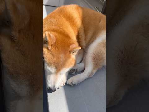 柴犬福 天サロ中の柴犬🤣Shiba-Sunburn🤣shorts japanesedog 柴犬 shibainu do… サムネイル