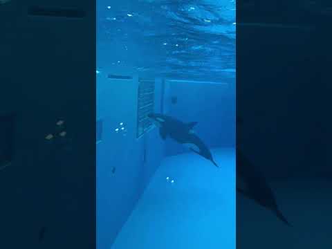 shorts ステラさんお疲れ様です〜☺️ランちゃんはそこから動きません😅　須磨シーワールドにて　2025年12月25日 サムネイル