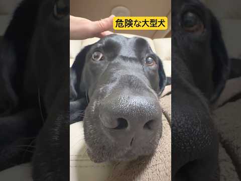 危険な大型犬。40キロのラブラドールの場合 サムネイル