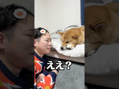 これは柴距離？みなさんの柴はどう？　柴犬  shorts