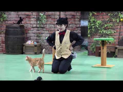 なかなか見れない猫によるショー ザ・キャッツ　ビデオ 版　那須どうぶつ王国にて　2026年4月24日 サムネイル