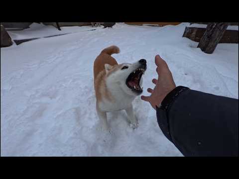 そーっと近づいてガッと飛びかかる狩り遊び サムネイル