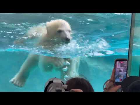 泳ぐモモ太くん！　  ホッキョクグマの仔　秋田県男鹿水族館GAOにて2026年4月30日