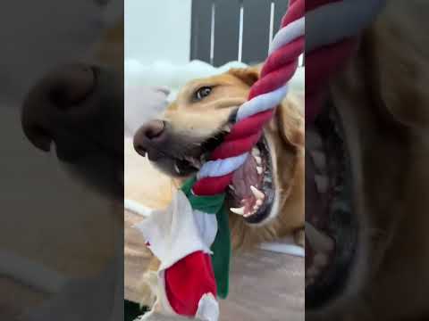 coming home to my golden retriever🥵goldenretreivers dog pup… サムネイル