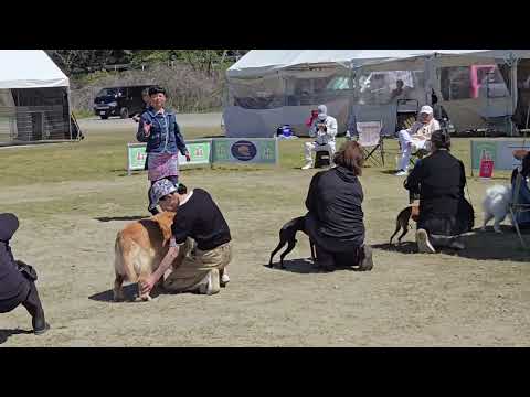 ショー会場で久しぶりのトン君と散歩してオーナーハンドラー講習会？コンペ？を見学。 サムネイル