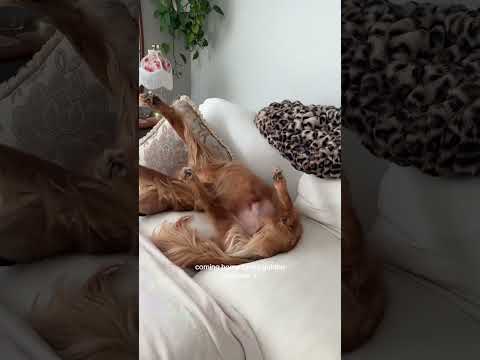 coming home to my golden retriever🥵 goldenretreiver dog ind…