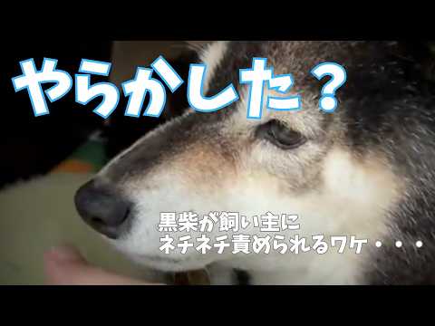 飼い主を噛んでしまった黒柴ですが・・・ サムネイル