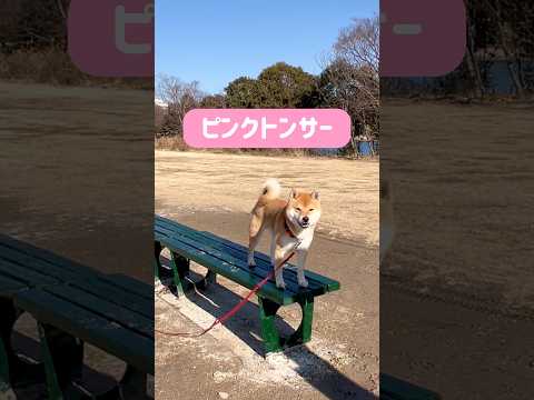 じょーずにわたれたね😆　柴犬　柴犬とん サムネイル