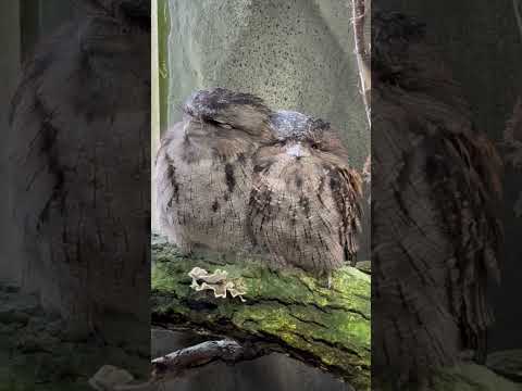 shorts ようかんくんとまんじゅうちゃん　オーストラリアガマグチヨタカ　那須どうぶつ王国にて　2026年1月9日 サムネイル