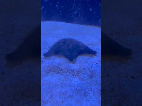 shorts イトマキヒトデ　青い世界展　山梨県立富士湧水の里水族館にて　2026年2月21日 サムネイル