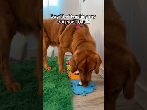 Genius dog? サムネイル