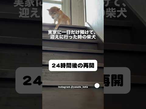 24時間後の再開‼️感情が爆発する柴犬　　柴犬　犬　かわいい かわいい犬 犬のいる暮らし サムネイル