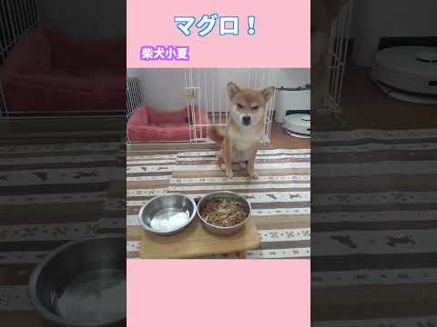 マグロ！ 神戸 柴犬 shiba shibainu 癒し