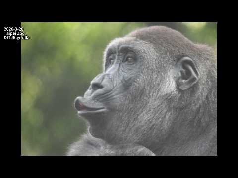 Gorilla D'jeeco family 吃午餐 / Jabali 午餐前的嘟嘟嘴呼叫。近拍。樹枝練習撈勾核桃。… サムネイル