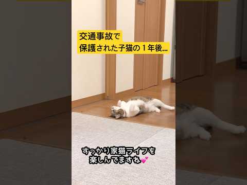 交通事故で保護された子猫の１年後。 サムネイル