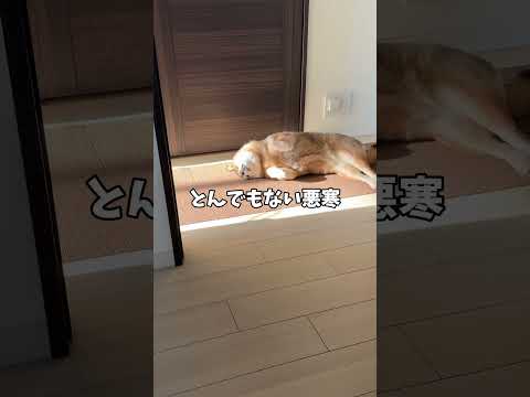 柴犬の素敵な朝が一転して… サムネイル