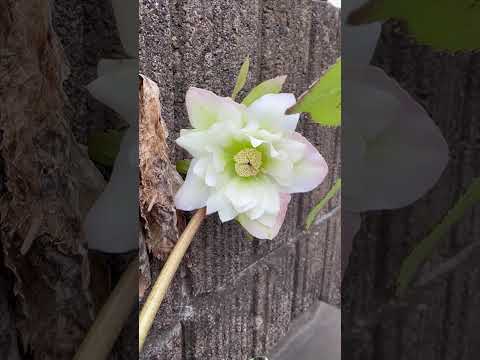 shorts クリスマスローズが咲きました〜　千葉市 サムネイル