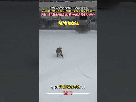 遊客在北京大覺寺拍攝的可愛一幕 貓咪雪地中精準回踩自己腳印行走展示真貓步的曼妙 貓 貓咪 可愛 有趣 治愈 cat c… サムネイル
