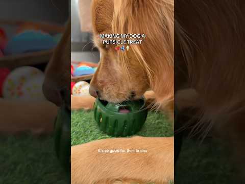 dog-tor coby to rescue🛟goldenpup puppy goldenpupppy dogbree… サムネイル