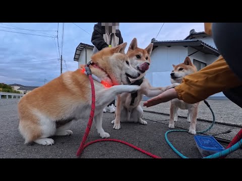 早押しウラニワ横断ウルトラクイズ！ サムネイル