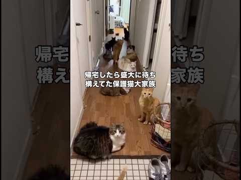 コンビニに行って5分で帰ってきたら盛大に待ち構えてた保護猫大家族 保護猫 猫 猫天国 shorts サムネイル