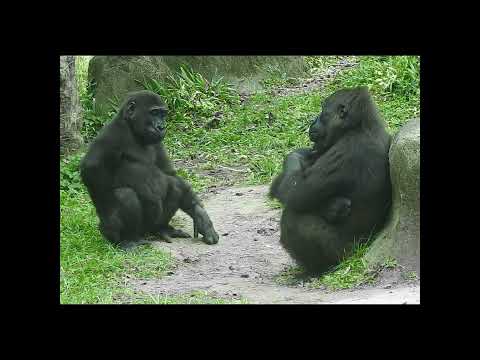 gorilla Iriki 15y5 old mom & son Ringo 5y old shorts. IR面對面…