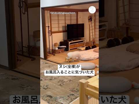 飼い主と片時も離れたくない犬　ビションフリーゼ 犬　かわいい犬 面白い　犬のいる暮らし サムネイル