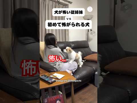犬が怖い従姉妹 vs 初めて怖がられる犬  犬　いぬ　かわいい犬 ポメマル 面白い サムネイル