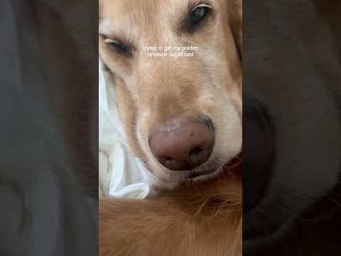coming home to my golden retriever🥵goldenretreivers dog pup… サムネイル