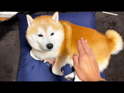 灼熱シバディ サムネイル