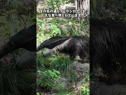 【東山動植物園】のんびりお散歩♪オオアリクイ✨　#shorts サムネイル