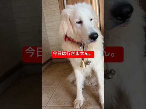散歩に行きたくない豆きち、完全に動かない😂